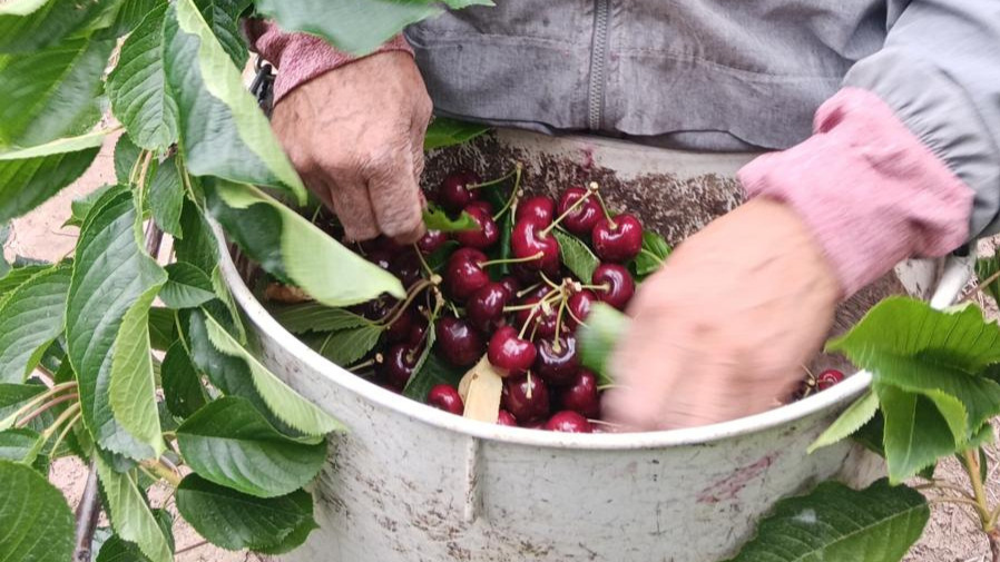 Manufacturing Farmworker Displacement: How Local Agricultural Workers are Displaced in Washington State